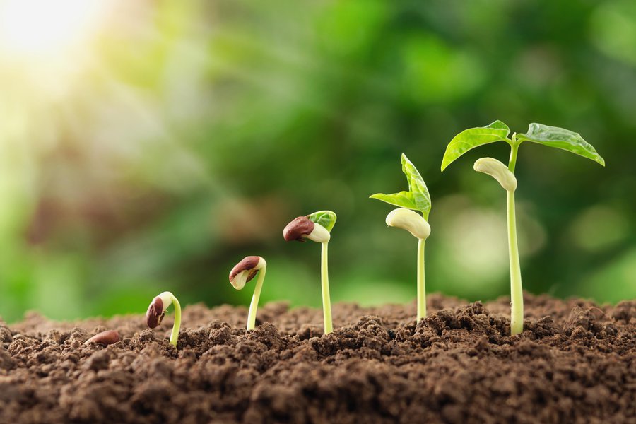 Growth In Spanish English To Spanish Translation SpanishDictionary