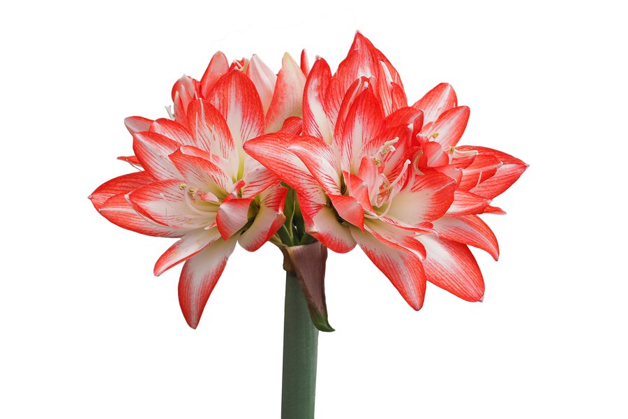 Amaryllis in Spanish | English to Spanish Translation