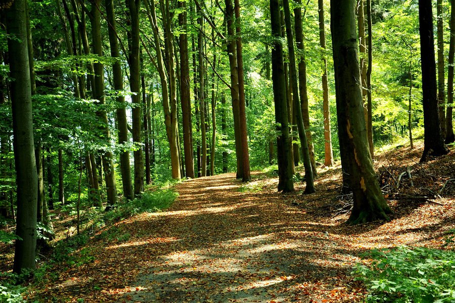 Wood in Spanish English to Spanish Translation