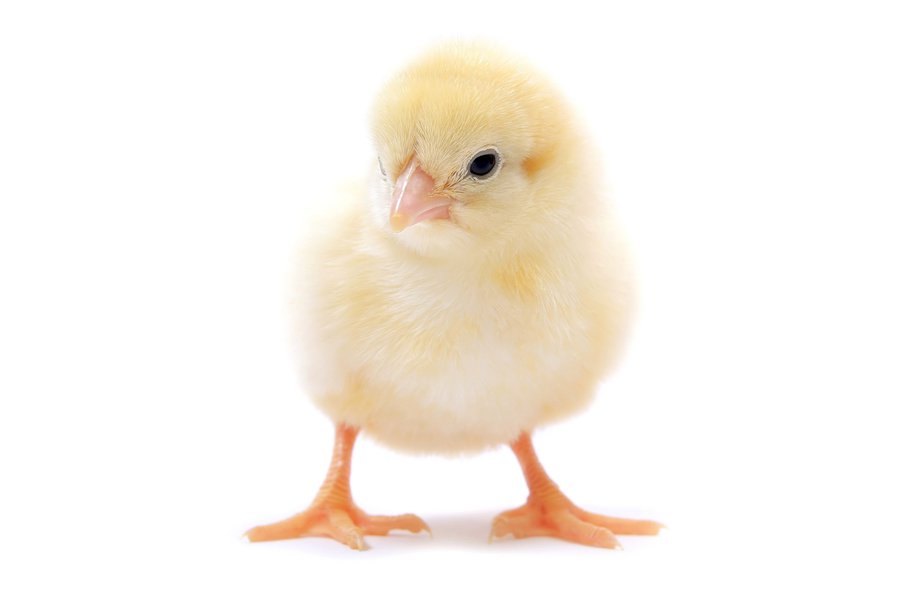 Pollito Spanish To English Translation SpanishDictionary