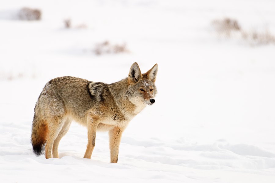 Coyote Spanish to English Translation