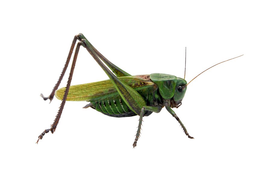 Grillo en inglés Traductor de español a inglés SpanishDict