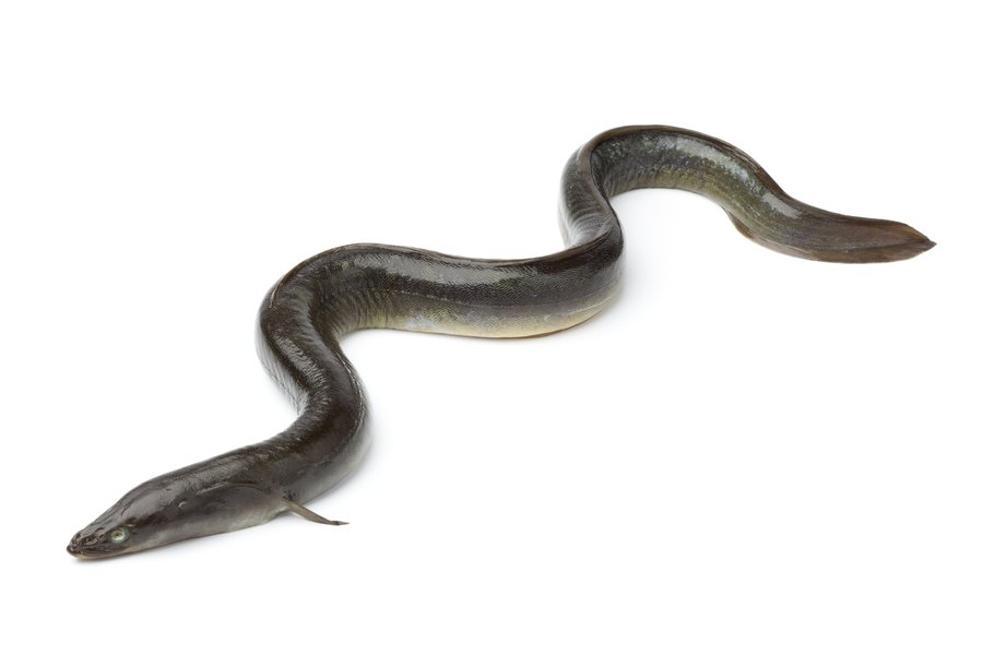 Eel in Spanish English to Spanish Translation