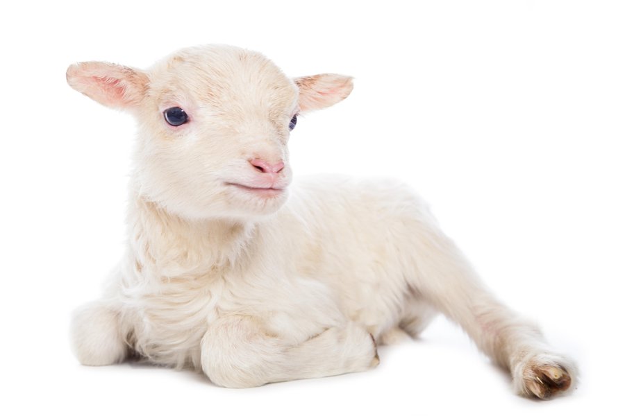 Borrega Spanish to English Translation