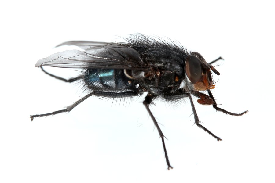 Fly Traductor de inglés a español