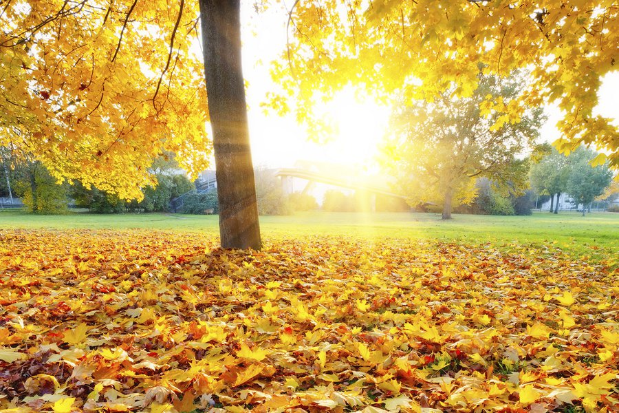 Autumn in Spanish English to Spanish Translation