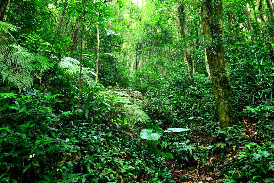 selva-spanish-to-english-translation-spanishdictionary