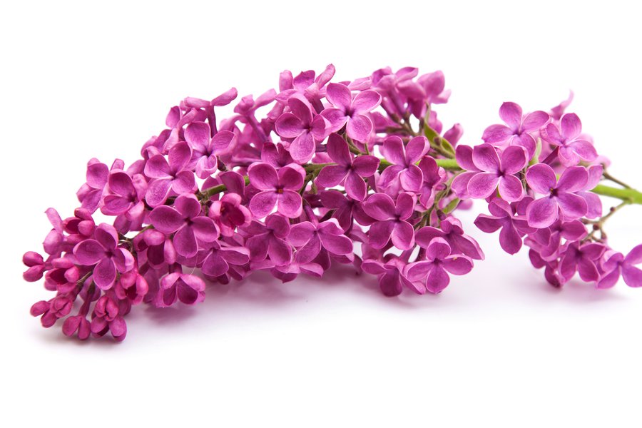 Lila en inglés Traductor de español a inglés