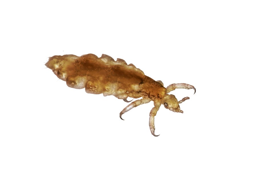 Piojo Spanish to English Translation