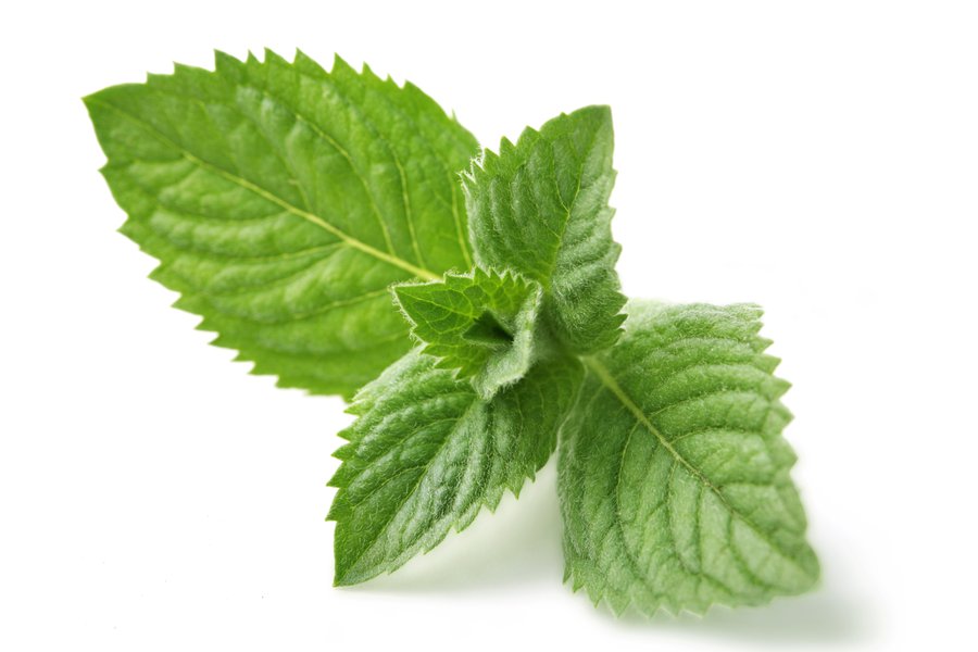 Menta Spanish to English Translation