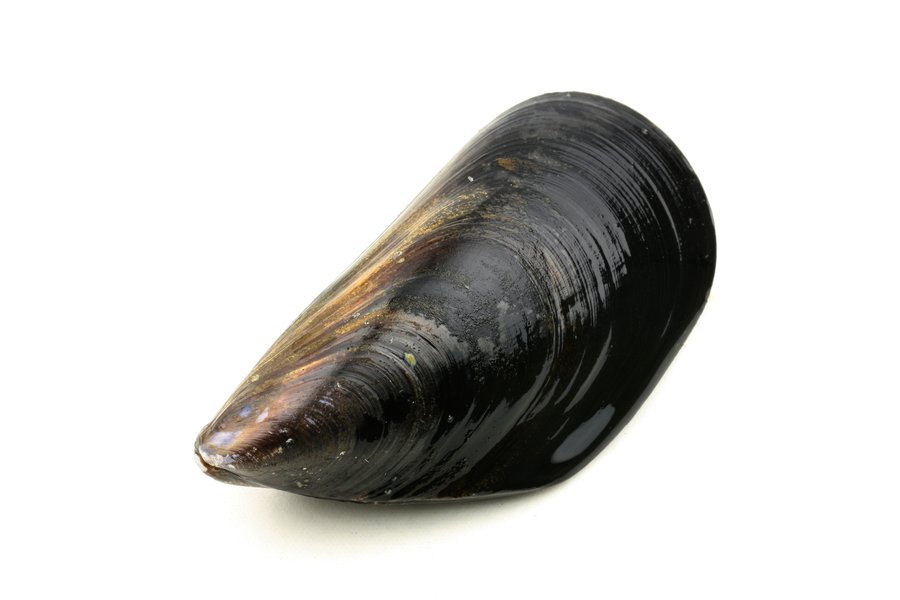 Mussels in Spanish English to Spanish Translation