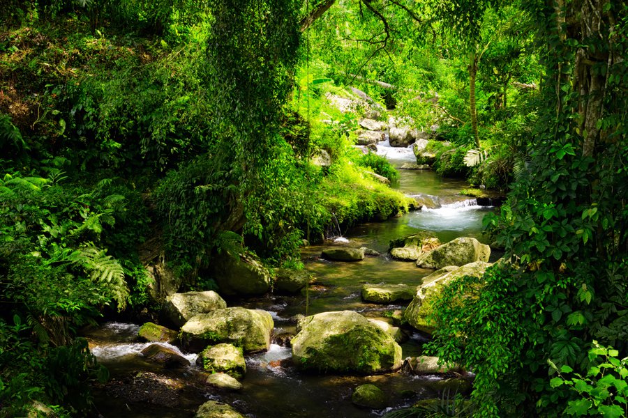 Nature Traductor de inglés a español