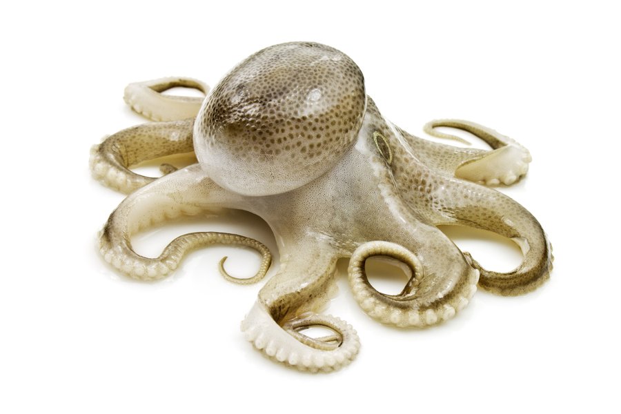 The octopus in Spanish English to Spanish Translation