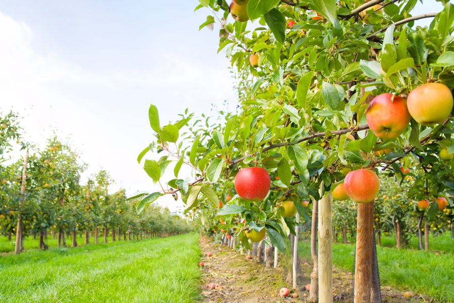 Orchards in Spanish English to Spanish Translation