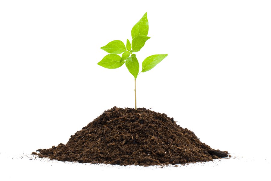 Plant in Spanish English to Spanish Translation