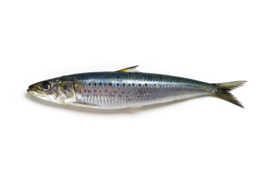 Sardine in Spanish English to Spanish Translation