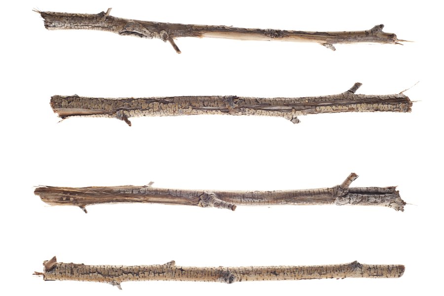 Palo Spanish to English Translation