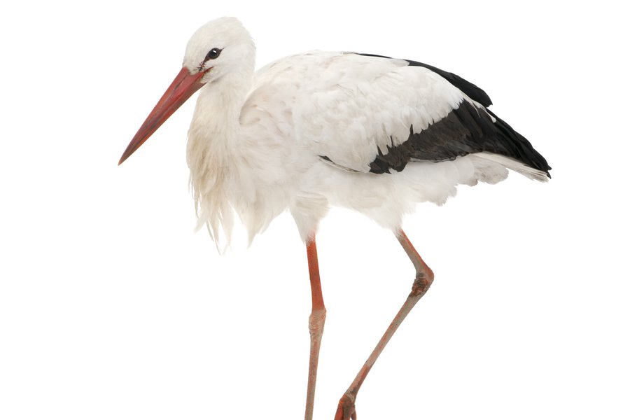 Stork in Spanish | English to Spanish Translation - SpanishDictionary.com
