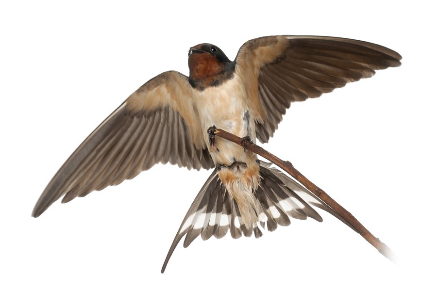 Golondrinas Spanish to English Translation