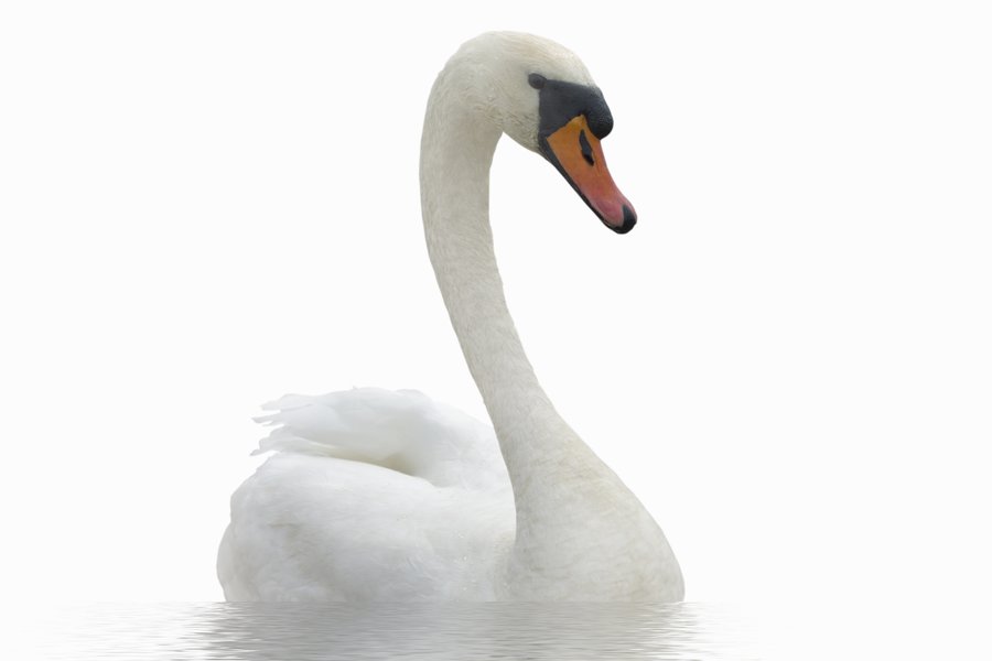 Cisne Spanish to English Translation