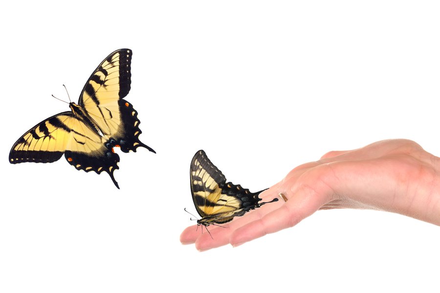 Release in Spanish English to Spanish Translation