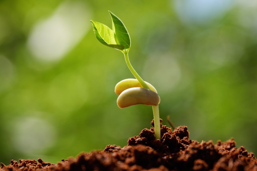 Brotar Spanish to English Translation