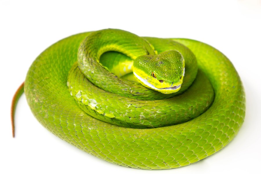 Vibora | Spanish to English Translation - SpanishDictionary.com
