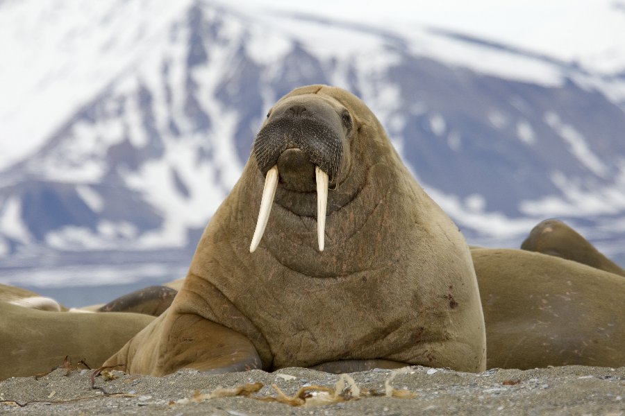 Walrus in Spanish | English to Spanish Translation - SpanishDictionary.com