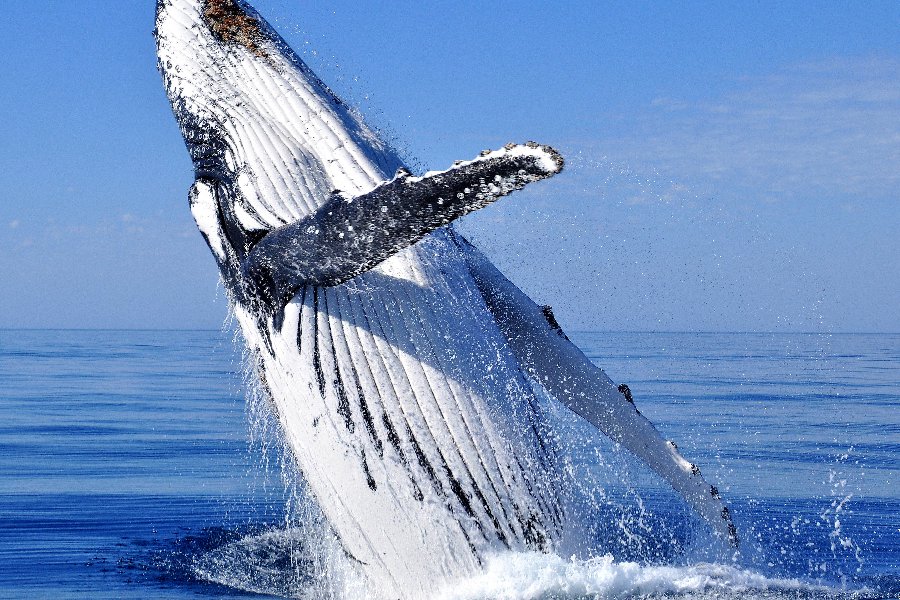Ballena en inglés | Traductor de español a inglés - inglés.com