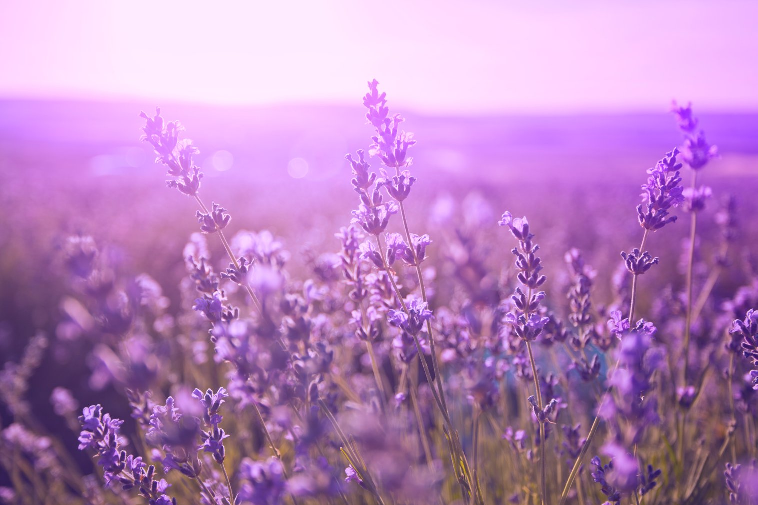  Purple In Spanish SpanishDictionary