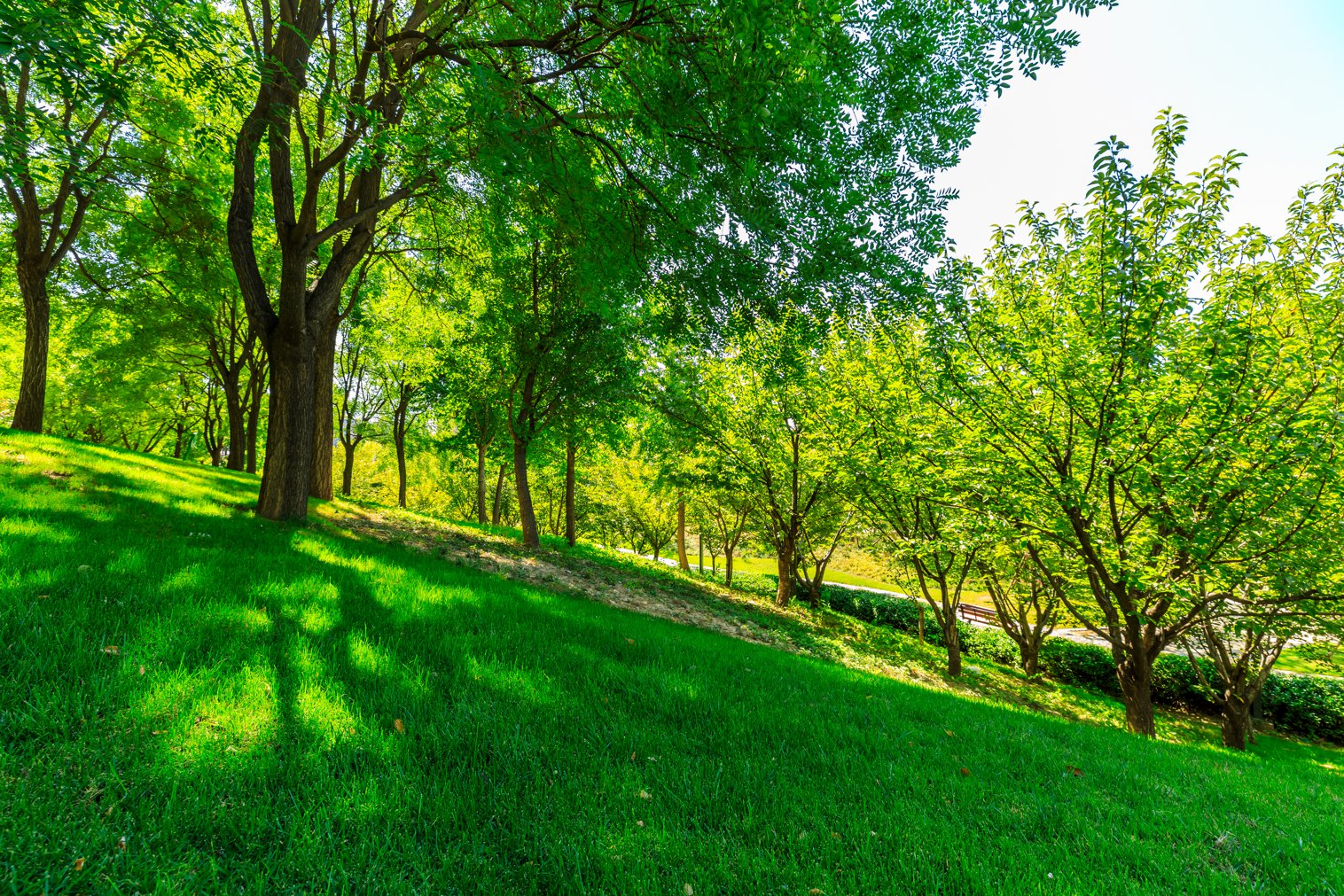  Green In Spanish SpanishDictionary