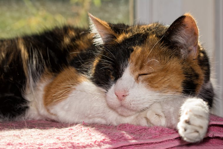 calico cat